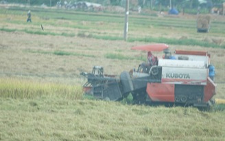 Bình Định: Chính quyền giúp gặt lúa, nông dân vùng dịch Covid-19 không phải ra đồng