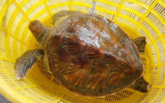 Bình Định: Thả rùa xanh quý hiếm nặng 7 kg về biển
