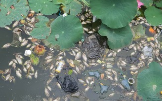 Bình Định: Cá chết gây hôi thối tại hồ sinh thái Bàu Sen ở Quy Nhơn