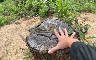 Bình Định: Tại sao chưa tìm được thủ phạm khai thác trái phép hơn 2 ha rừng?