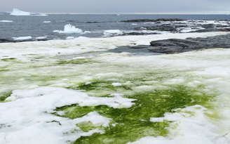 Tuyết màu xanh lục xuất hiện tại Nam Cực nói lên điều gì?