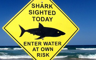 Cá mập cắn làm người lướt sóng thiệt mạng tại Úc