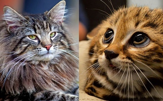 14 giống mèo quý hiếm có thể bạn chưa từng nghe tên