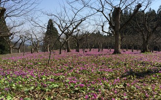 Akita: Vùng đất những báu vật