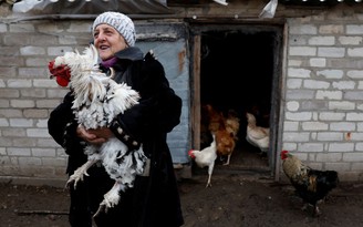 Nông dân làng tiền tuyến Ukraine không sơ tán vì thương đàn gia súc