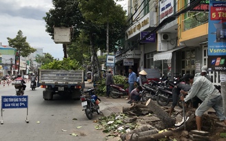 Giông lốc, cây xanh ở Cần Thơ bật gốc: Sắp tới chọn cây chống chịu mưa giông