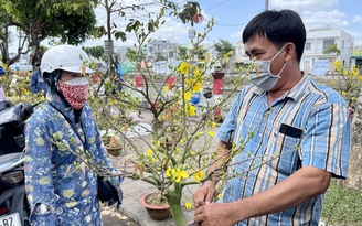 Ngày Giao thừa: Hoa Tết giữ giá, mai kiểng hút hàng nhà vườn ăn Tết lớn