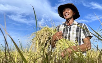 Một triệu ha lúa chất lượng cao ở ĐBSCL phải giúp nông dân khá lên