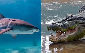 Cái kết nào cho cuộc chạm trán cá sấu và cá mập trên biển?