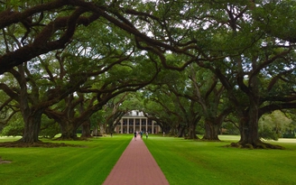 Oak Alley Plantation: “Thiên đàng hay địa ngục trần gian?”
