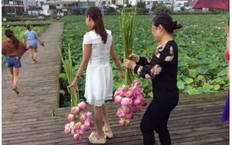 Du khách hái sạch hoa sen, công viên Trung Quốc phải đóng cửa