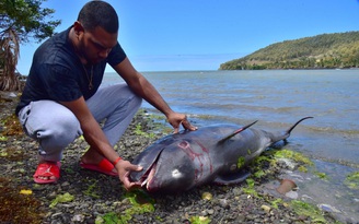 40 con cá heo chết bí ẩn trong khu vực bị tràn dầu từ tàu Nhật Bản