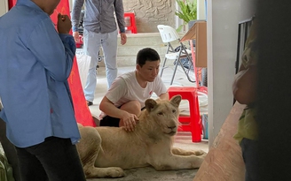 Lần theo TikTok, Campuchia tịch thu sư tử bị một người Trung Quốc nuôi làm thú cưng