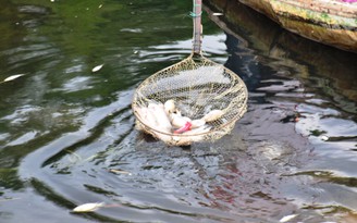 Sở TN-MT Bình Thuận báo cáo vụ cá chết ở Vĩnh Tân