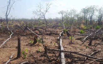 Phát hiện hơn 4 ha rừng bị chặt phá