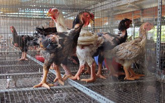 Điều tra vụ gà trong trang trại chết la liệt