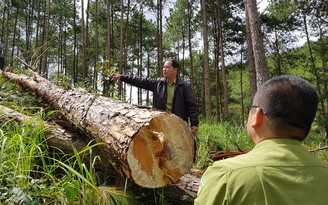 Thanh tra toàn diện việc giao rừng tại Lâm Đồng