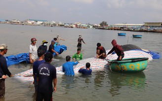 Ngư dân Phan Thiết mai táng cá Ông nặng 7 tấn