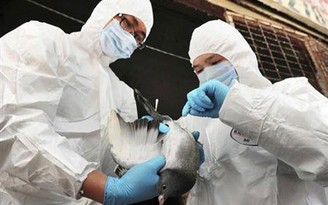 Nguy cơ cúm gia cầm H7N9 xâm nhập Việt Nam