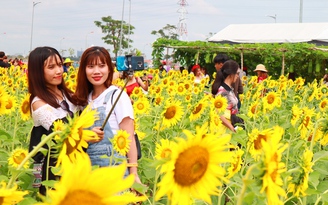 Ngàn người Sài Gòn rạng rỡ 'ùa đến' vườn hoa hướng dương chào năm mới 2019