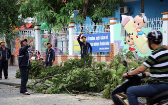 Vì sao cây xanh TP.HCM bật gốc, ngã đổ trong mùa mưa?