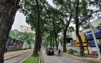 Hàng cổ thụ cả trăm năm ở Sài Gòn: Chuyên gia nói cây già nên ‘nghỉ hưu’