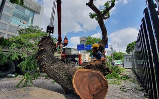Hàng cổ thụ trăm năm ở Sài Gòn: Đủ tuổi nghỉ hưu nhưng đốn cây dễ bị phản ứng!