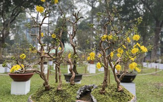 Mai đại cổ thụ, cúc tần thân gỗ, cây bích đào 'ôm' giải Hội hoa xuân 2021