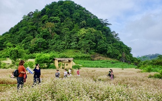 Đến Hà Giang tháng 5, check-in vườn hoa tam giác mạch trái mùa đẹp ngất ngây