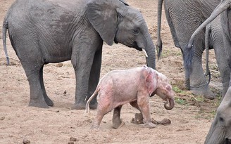 Kỳ lạ chú voi màu hồng