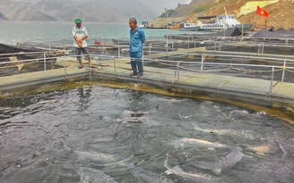 Nông nghiệp công nghệ cao - Kỳ 10 : Nuôi cá tầm trên hồ thủy điện Sơn La