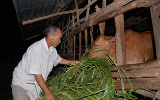 Lão nông chăn bò... đi thi