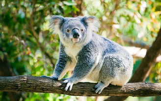 6 địa điểm du lịch sinh thái thú vị ở Brisbane, Úc
