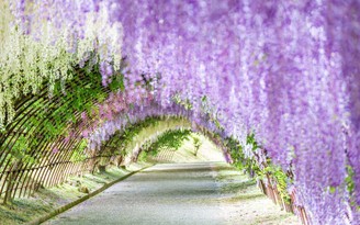 Những loài hoa tuyệt đẹp cho du khách chiêm ngưỡng mùa xuân Nhật Bản