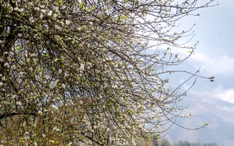 Tây Bắc mùa hoa táo mèo: Vẻ đẹp lặng lẽ, thơ mộng giữa mùa xuân