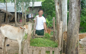Thoát nghèo nhờ nuôi bò