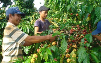 Liên kết để phát triển bền vững