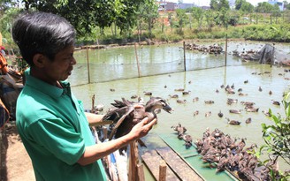 Tiền tỉ từ nuôi vịt trời