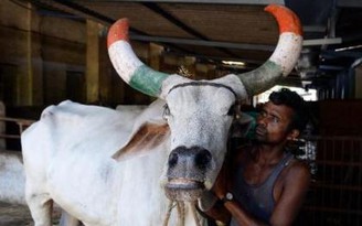 Ấn Độ: ‘Viện dưỡng lão’ dành riêng cho… bò