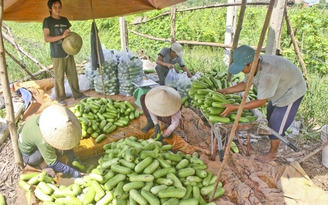 Nông dân bị thương lái ép giá