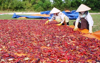 Nghịch lý trên vùng nguyên liệu: Trồi sụt giống chủ lực