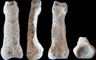 Thu thập được mẫu xương cổ xưa nhất của loài người
