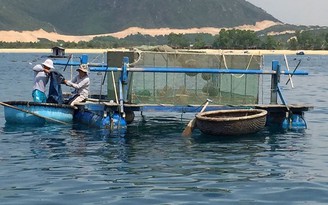 'Ông trùm' nuôi tôm hùm ở Quy Nhơn