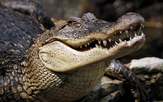 Mổ bụng cá sấu phát hiện bé trai 8 tuổi bên trong