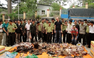 Rước họa vì ăn thịt 'lạ': Thú quý hiếm vào bàn nhậu 'đại gia'