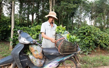 Thu hồi hàng chục ngàn cây giống cà phê kém chất lượng phát cho dân