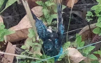 Hải Phòng: Xử lý nạn bẫy chim trời ở rừng ngập mặn H.Tiên Lãng