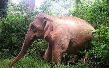 Khó khăn bảo tồn voi rừng