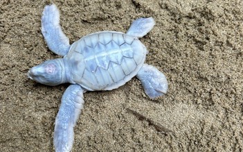 Rùa biển bạch tạng quý hiếm chào đời tại Côn Đảo