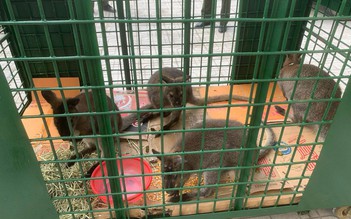 Trung tâm cứu hộ tiếp nhận 4 con chuột túi ở Cao Bằng